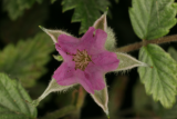 Rubus thibetanus RCP6-07 093.jpg
